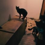 maus tratos animais