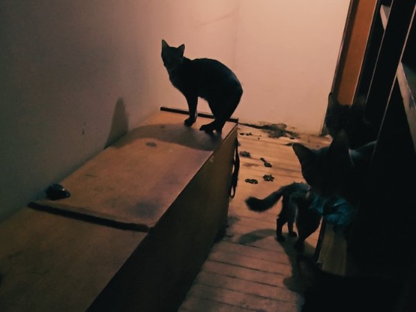maus tratos animais