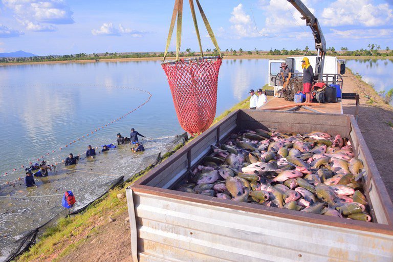 peixes